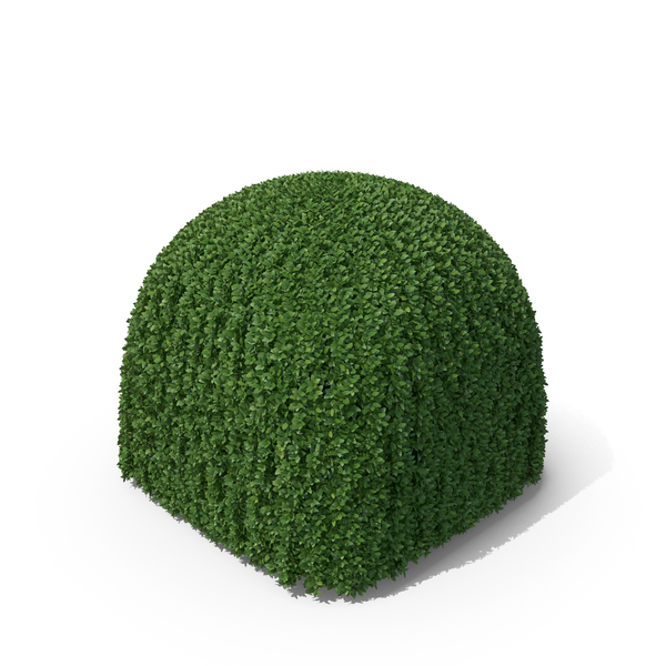 Boxwood PNG & PSD Images Boxwood PNG & PSD Images