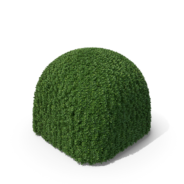 Boxwood PNG & PSD Images Boxwood PNG & PSD Images
