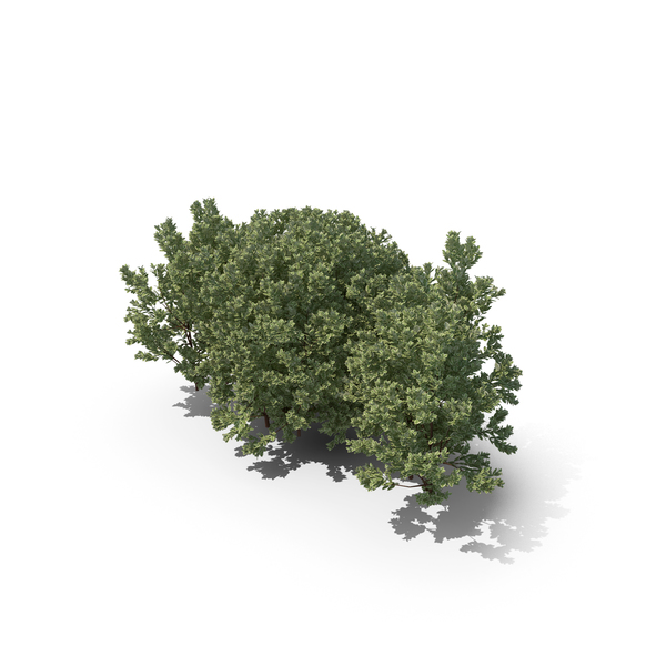 Bush: Boxwood PNG & PSD Images Bush: Boxwood PNG & PSD Images