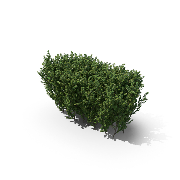 Bush: Boxwood PNG & PSD Images Bush: Boxwood PNG & PSD Images