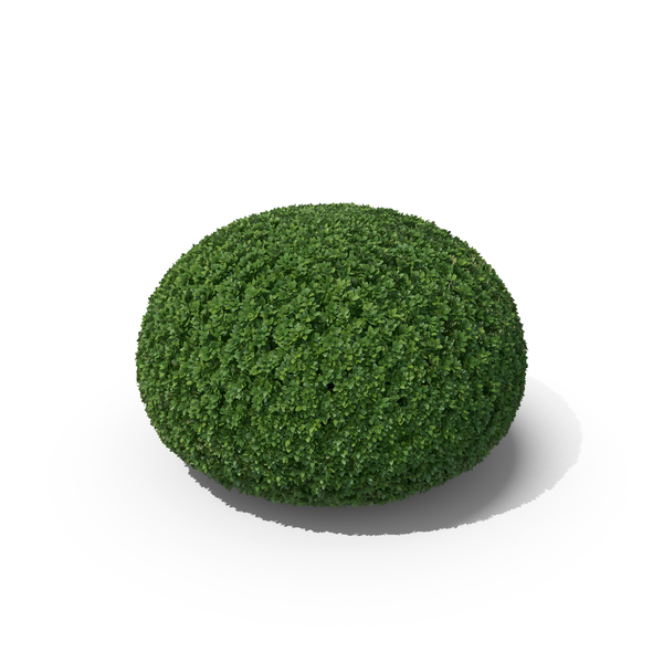 Boxwood PNG & PSD Images Boxwood PNG & PSD Images