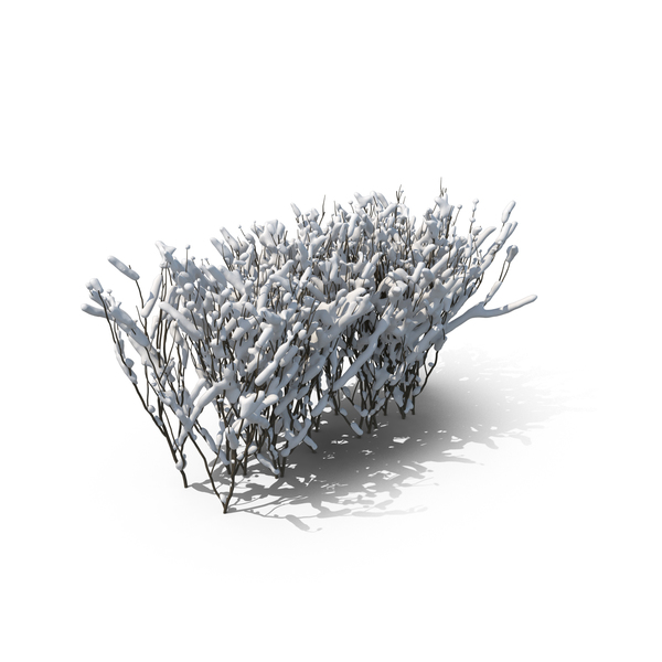 Boxwood Snow PNG & PSD Images Boxwood Snow PNG & PSD Images