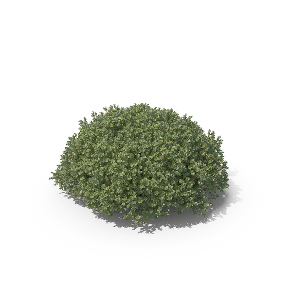 Boxwood PNG & PSD Images Boxwood PNG & PSD Images