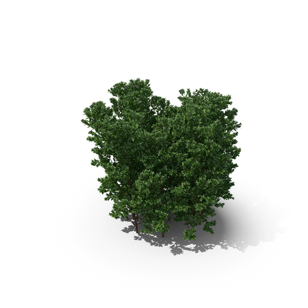 Boxwood PNG & PSD Images Boxwood PNG & PSD Images