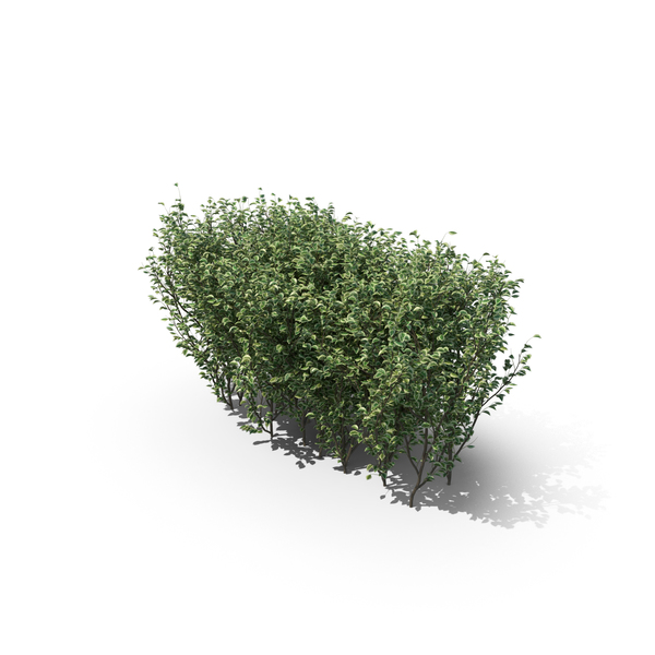 Boxwood PNG & PSD Images Boxwood PNG & PSD Images