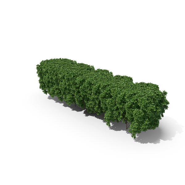 Boxwood PNG & PSD Images Boxwood PNG & PSD Images