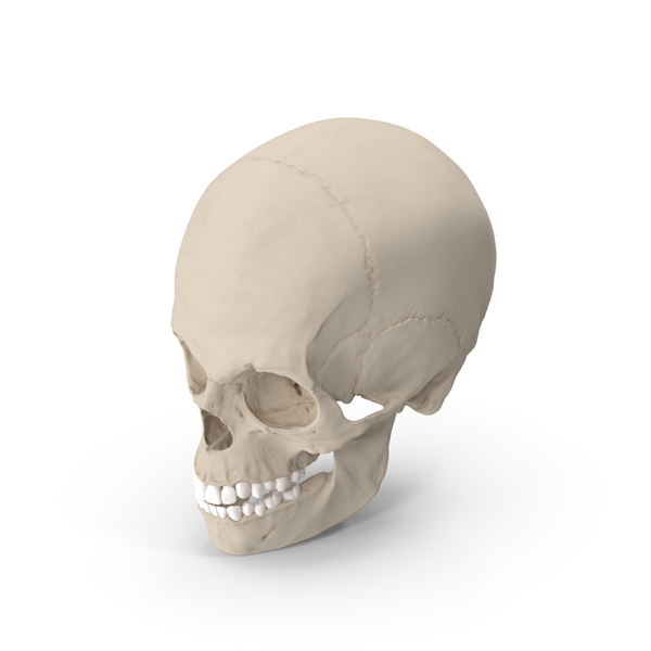 Boy Anatomy Skull PNG & PSD Images