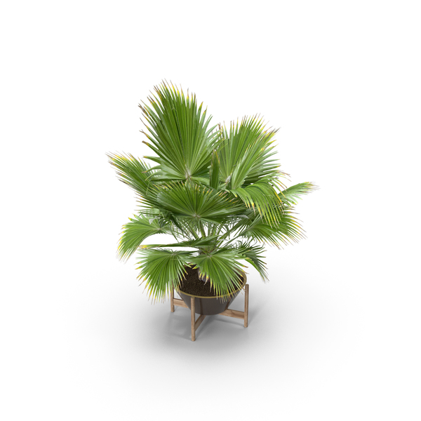 Tree: Brahea Palm PNG & PSD Images Tree: Brahea Palm PNG & PSD Images
