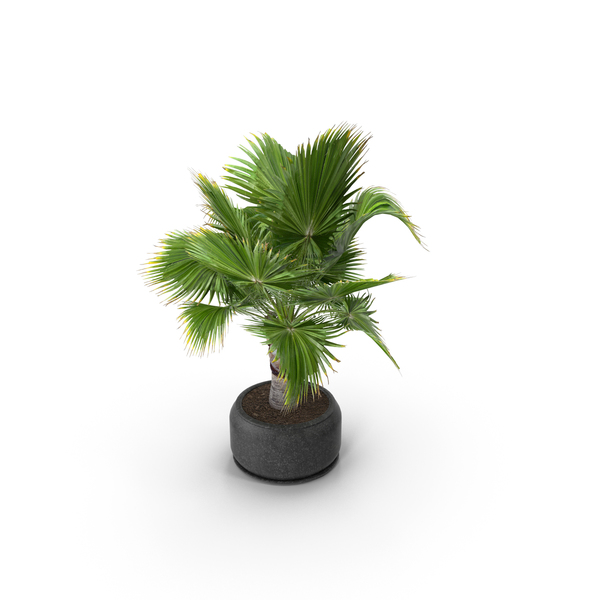 Tree: Brahea Palm PNG & PSD Images Tree: Brahea Palm PNG & PSD Images