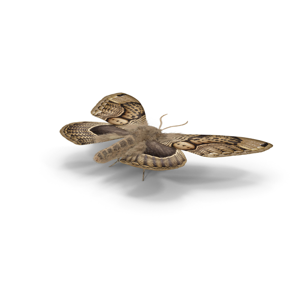 Moth: Brahmaea Wallichii Butterfly Fur PNG & PSD Images Moth: Brahmaea Wallichii Butterfly Fur PNG & PSD Images