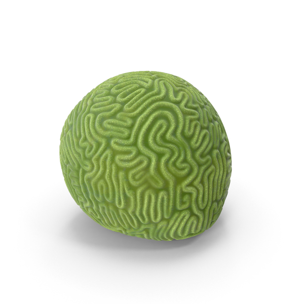 Brain Coral PNG & PSD Images Brain Coral PNG & PSD Images