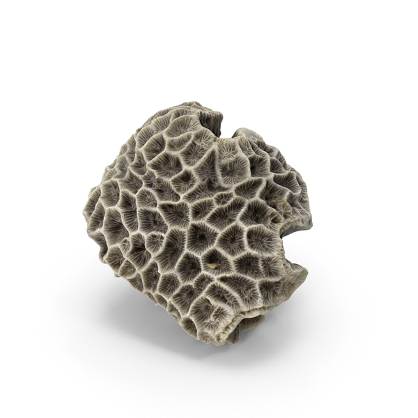 Brain Coral PNG & PSD Images Brain Coral PNG & PSD Images