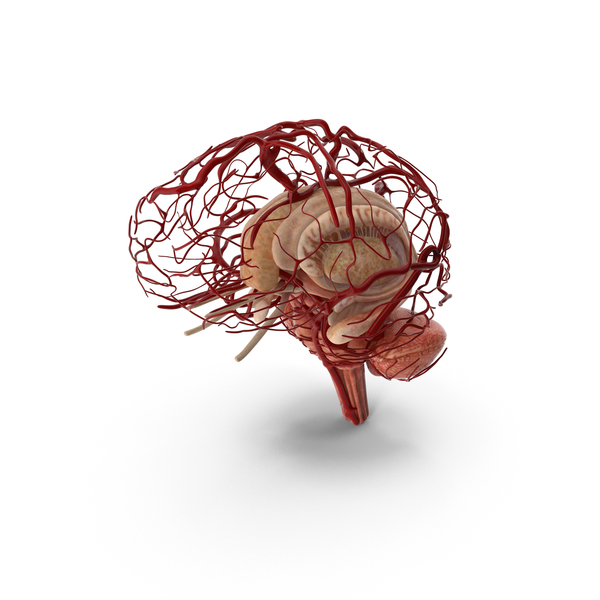 Brain Structures PNG & PSD Images Brain Structures PNG & PSD Images
