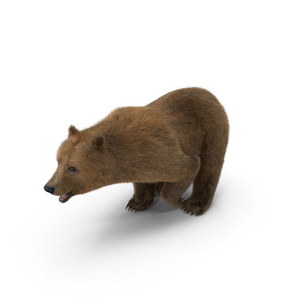 Brown Bear PNG & PSD Images Brown Bear PNG & PSD Images