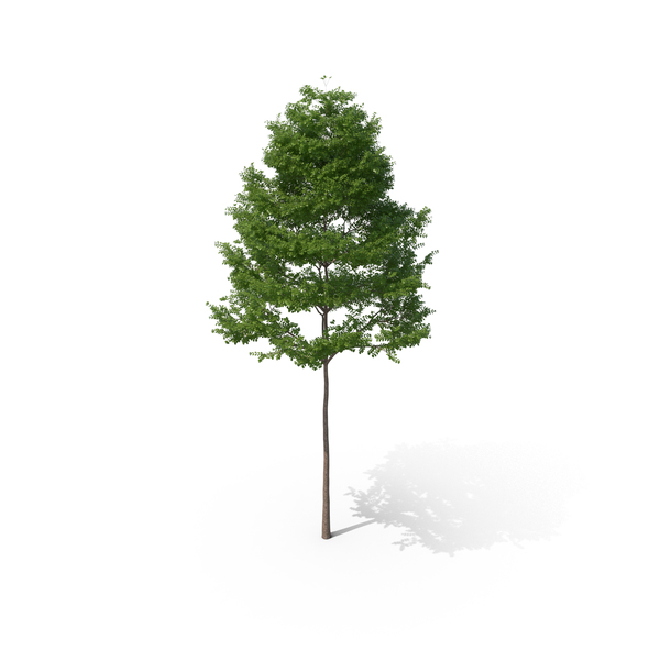 Bucida Tree PNG & PSD Images Bucida Tree PNG & PSD Images