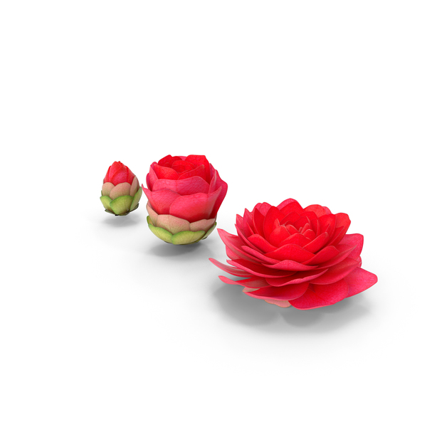 Flowering Plants: Bud Blossom Evolution PNG & PSD Images Flowering Plants: Bud Blossom Evolution PNG & PSD Images