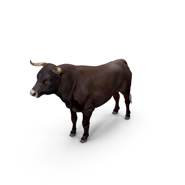 Bull PNG & PSD Images Bull PNG & PSD Images