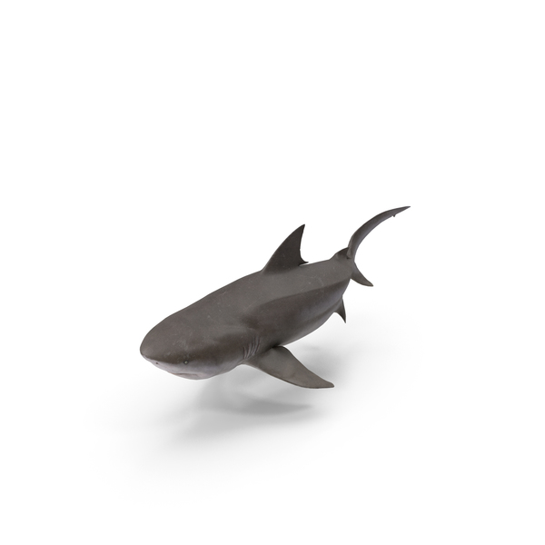 Bull Shark PNG & PSD Images