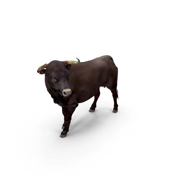 Bull Standing Pose with Fur PNG & PSD Images Bull Standing Pose with Fur PNG & PSD Images