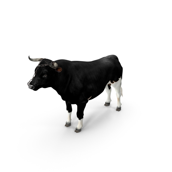 Leash: Bull With A Chain PNG & PSD Images