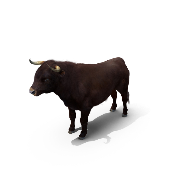 Bull with Fur PNG & PSD Images Bull with Fur PNG & PSD Images