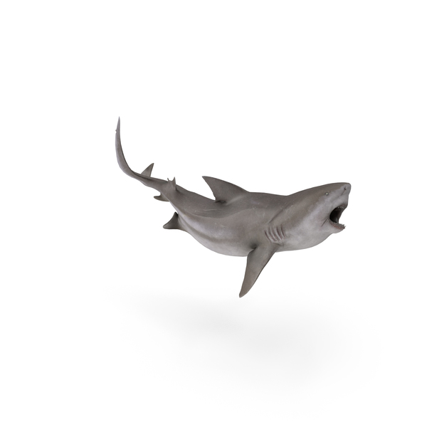 Bull Shark: BullShark PNG & PSD Images Bull Shark: BullShark PNG & PSD Images