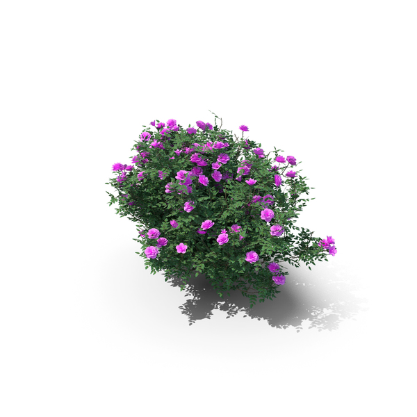 Rose Bush: Burnet Rose, Rosa Pimpinellifolia PNG & PSD Images Rose Bush: Burnet Rose, Rosa Pimpinellifolia PNG & PSD Images