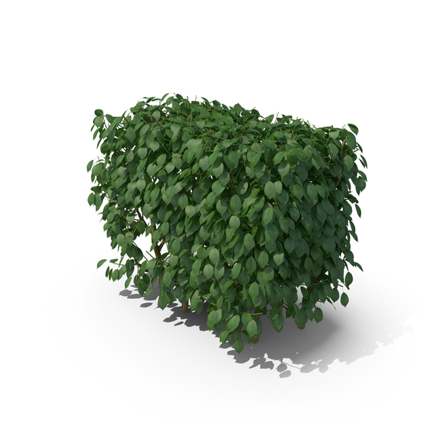 Bush: Bushes PNG & PSD Images Bush: Bushes PNG & PSD Images
