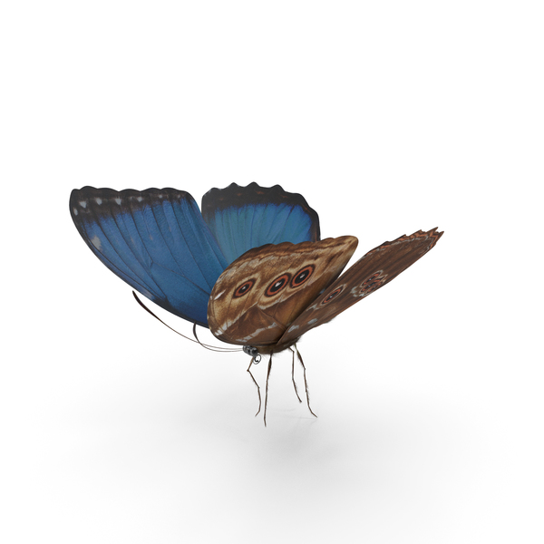 Butterfly PNG & PSD Images