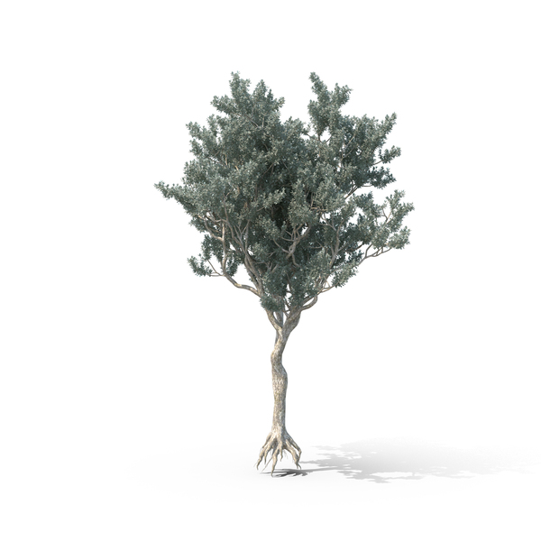 Buttonwood Tree PNG & PSD Images Buttonwood Tree PNG & PSD Images