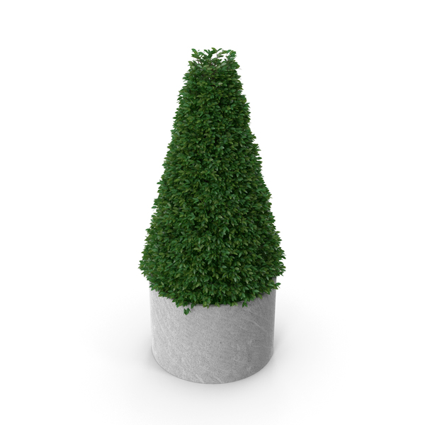 Boxwood: Buxus Pyramid PNG & PSD Images Boxwood: Buxus Pyramid PNG & PSD Images