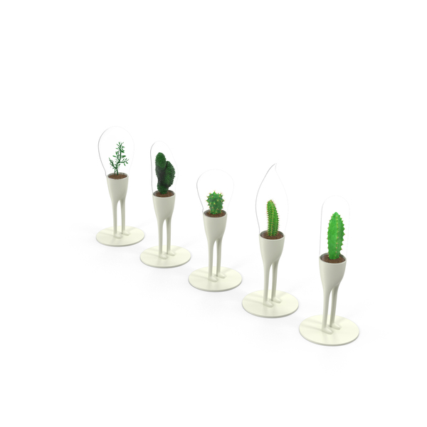 Planter: Cacti in Planters PNG & PSD Images Planter: Cacti in Planters PNG & PSD Images