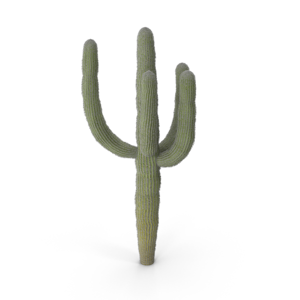 Cactus PNG & PSD Images