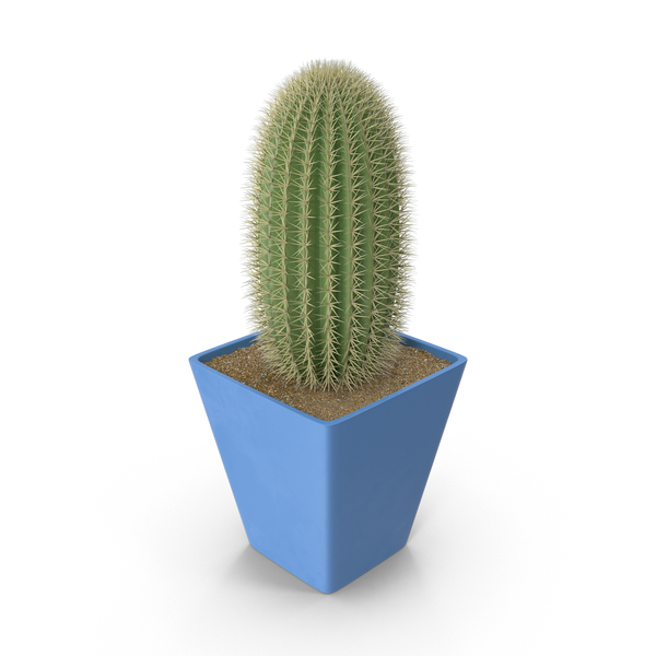 Cactus Pots Png Bundle Cactus Png SVG File - Download Free Font - Best