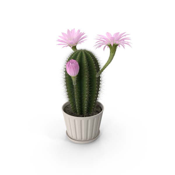 Echinocereus Grandis: Cactus PNG & PSD Images
