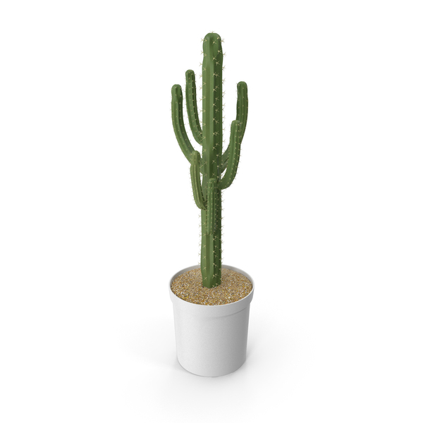Flower Pot: Cactus PNG & PSD Images Flower Pot: Cactus PNG & PSD Images