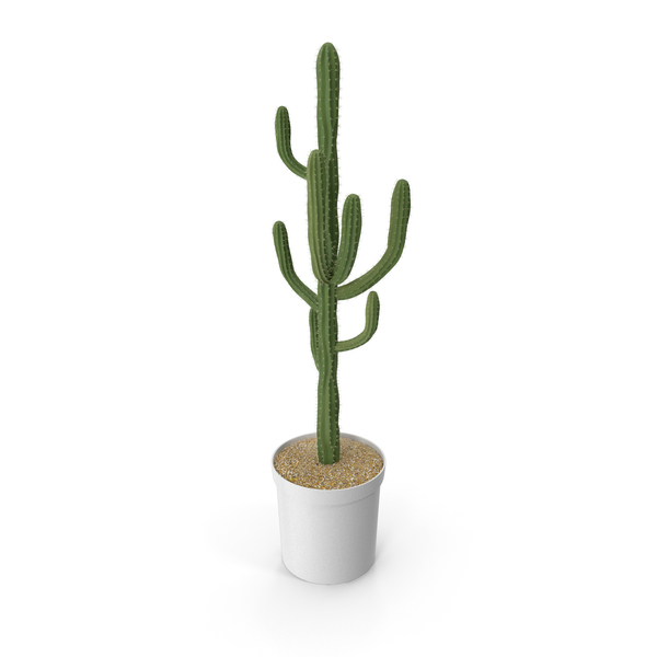 Cactus Potted PNG & PSD Images