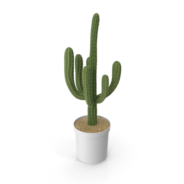 Cactus Potted PNG & PSD Images Cactus Potted PNG & PSD Images