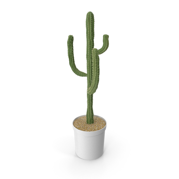 Saguaro: Cactus PNG & PSD Images Saguaro: Cactus PNG & PSD Images