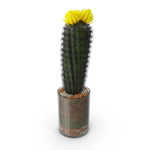 Cactus With Pot PNG & PSD Images Cactus With Pot PNG & PSD Images