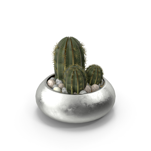 Cactus With Pot PNG & PSD Images Cactus With Pot PNG & PSD Images