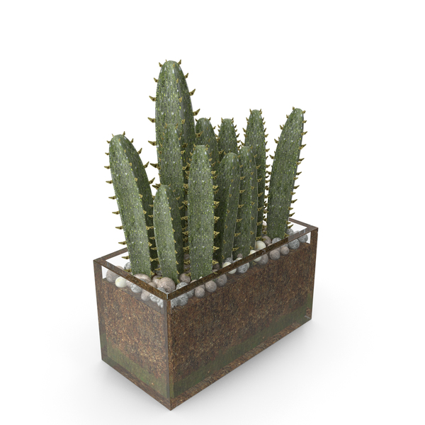Cactus With Pot PNG & PSD Images Cactus With Pot PNG & PSD Images