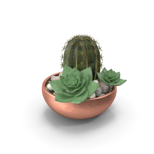 Cactus With Pot PNG & PSD Images Cactus With Pot PNG & PSD Images