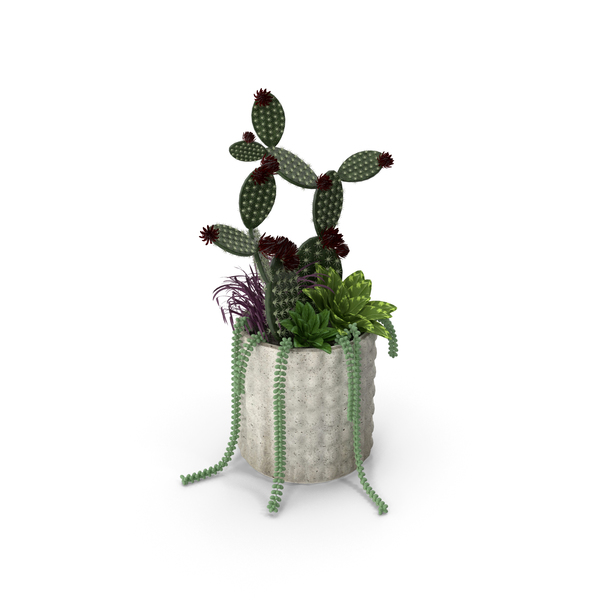 Cactus: Cactuses With Pot PNG & PSD Images Cactus: Cactuses With Pot PNG & PSD Images