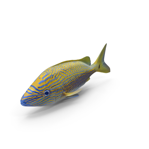 Coral Fish: Caesar Grunt PNG & PSD Images Coral Fish: Caesar Grunt PNG & PSD Images