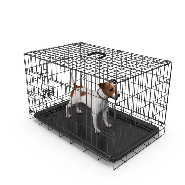 Cage with Jack Russell Terrier PNG & PSD Images