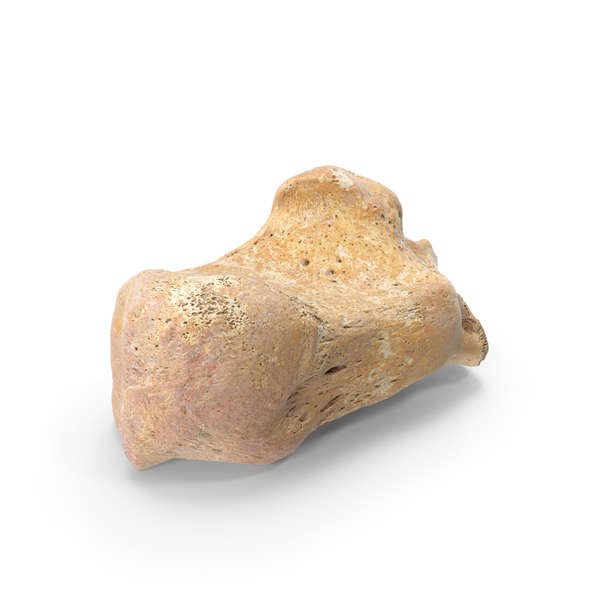 Calcaneus Bone PNG & PSD Images Calcaneus Bone PNG & PSD Images