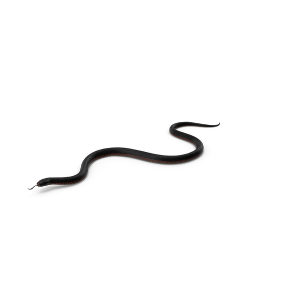 Snake: California Kingsnake Crawling Pose PNG & PSD Images