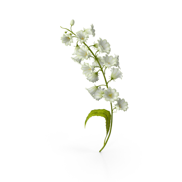 Campanula White PNG Images & PSDs for Download | PixelSquid - S12190721E