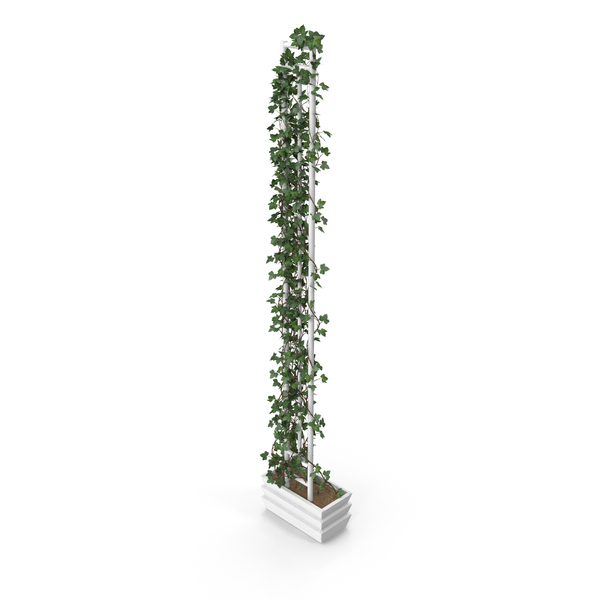 Canarian Ivy Hedera Canariensis PNG & PSD Images Canarian Ivy Hedera Canariensis PNG & PSD Images